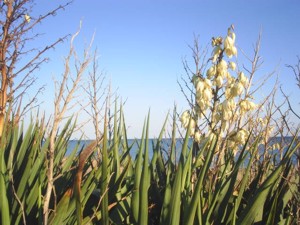 Strand an der Cote Vermeille bei Le Barcares